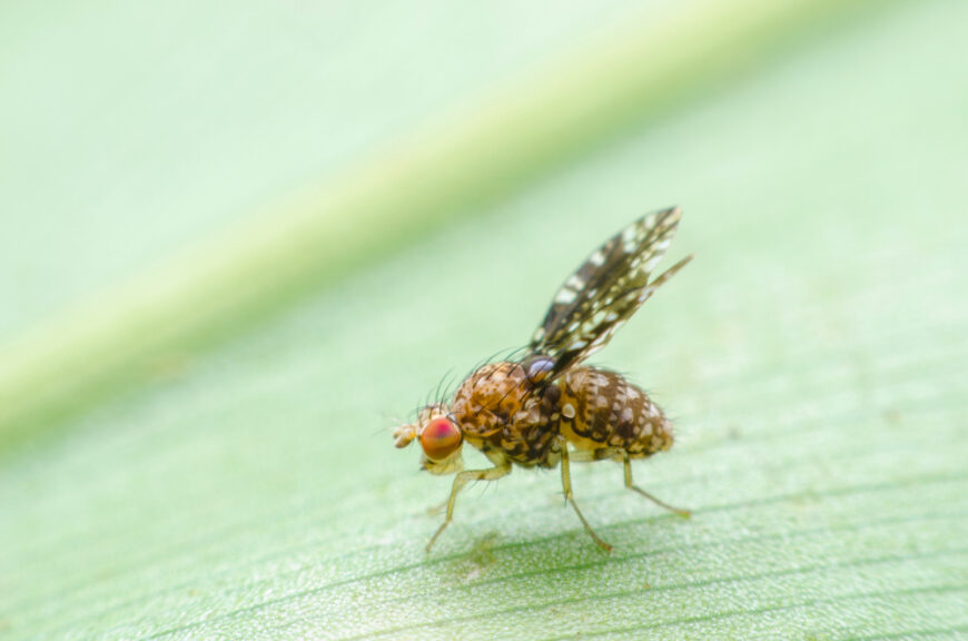 Can fruit flies make you sick? Sermo