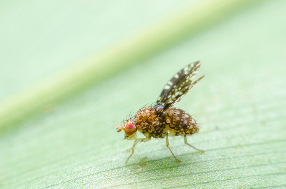 Why Your Home is Infested With Fruit Flies