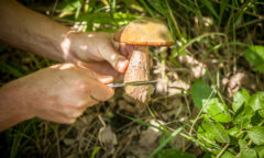 Forager-Horticulturalist Tsimane