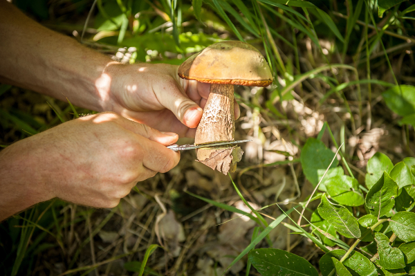 Forager-Horticulturalist Tsimane